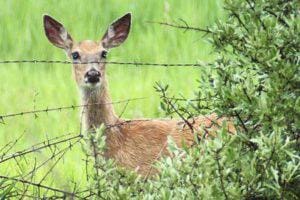 Wild life
